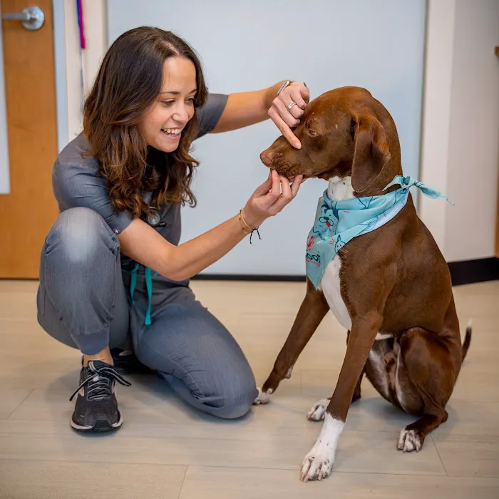 Sploot Veterinary Care - RiNo Picture 1