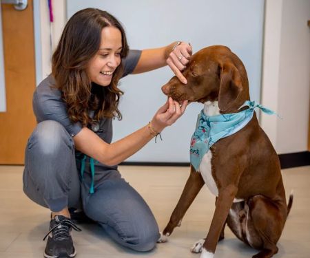 Sploot Veterinary Care - RiNo