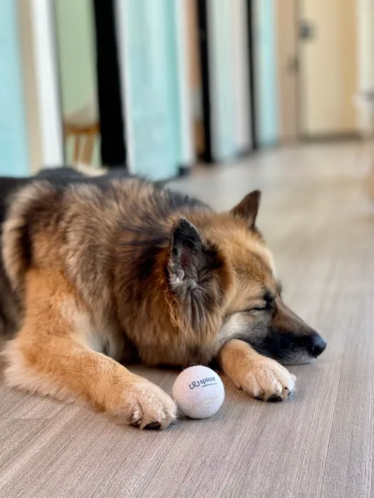 Sploot Veterinary Care - RiNo Picture 4