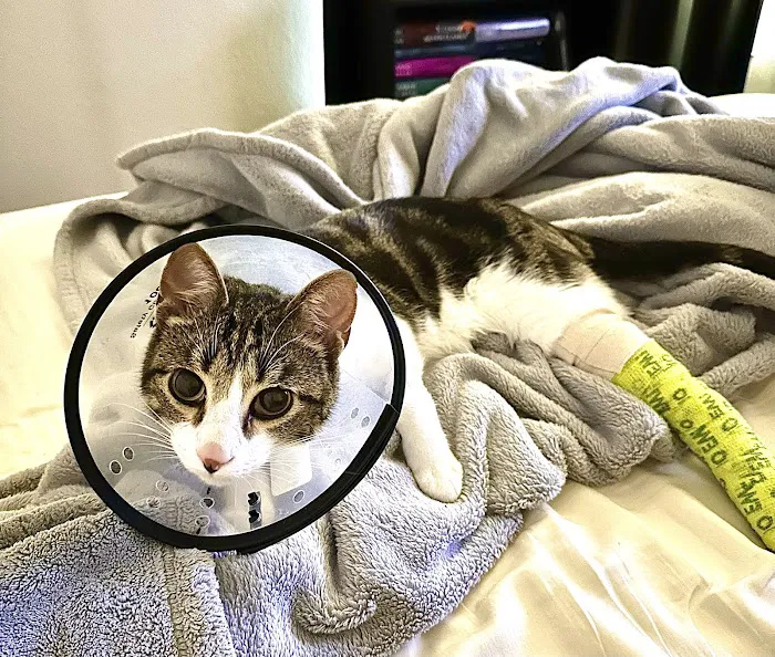 RiNoVet Animal Emergency Care Picture 1