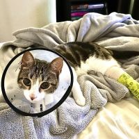 RiNoVet Animal Emergency Care ico
