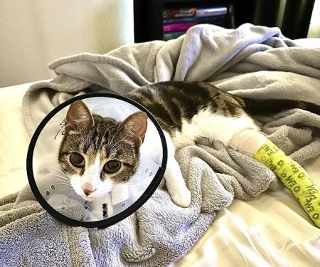RiNoVet Animal Emergency Care