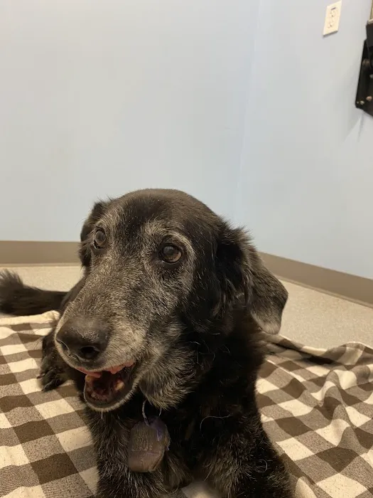 RiNoVet Animal Emergency Care Picture 6