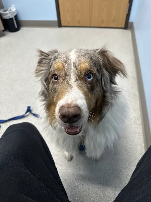 RiNoVet Animal Emergency Care Picture 8