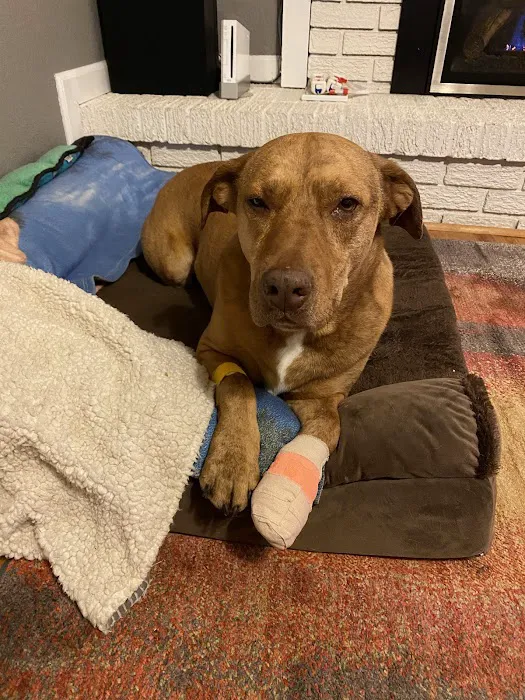 Denver Animal Hospital Picture 1