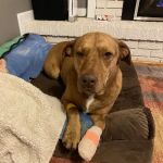 Denver Animal Hospital