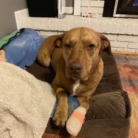 Denver Animal Hospital ico