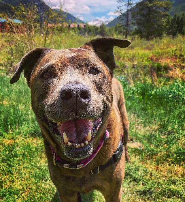 Denver Animal Hospital Picture 4
