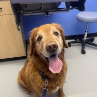 Modern Animal Veterinary Care ico