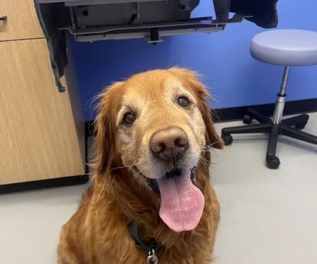 Modern Animal Veterinary Care