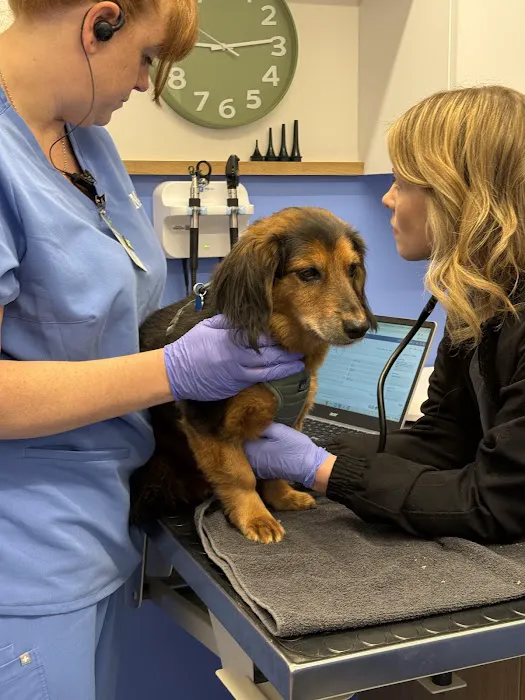 Modern Animal Veterinary Care Picture 4