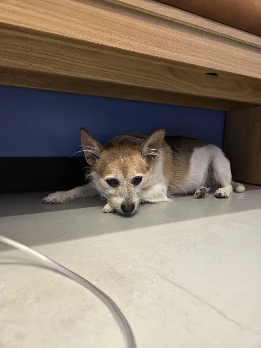 Modern Animal Veterinary Care Picture 5