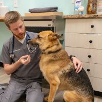 Sploot Veterinary Care - Highlands ico
