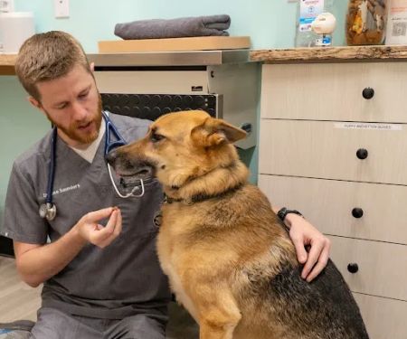 Sploot Veterinary Care - Highlands