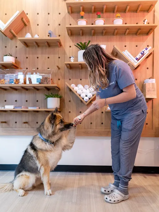 Sploot Veterinary Care - Highlands Picture 6