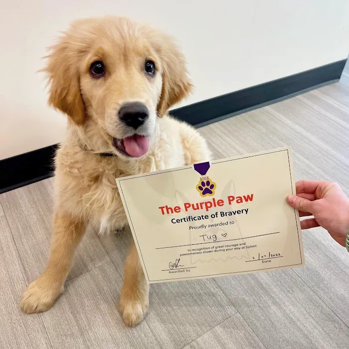 Sploot Veterinary Care - Highlands Picture 10