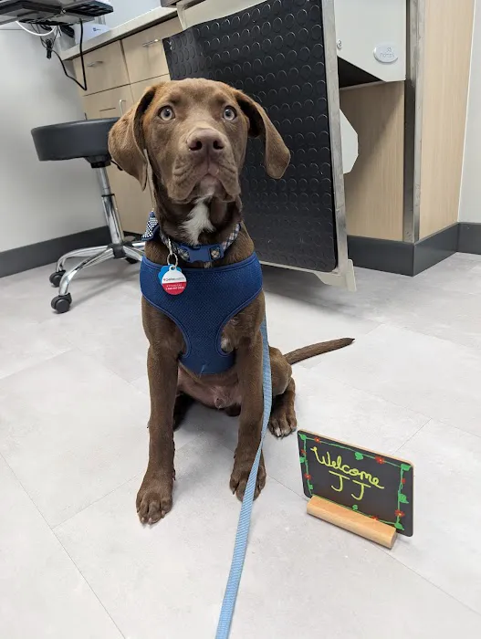 Livewell Animal Hospital of Sloan Lake Picture 10