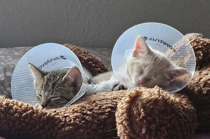 Humane Colorado, formerly the Dumb Friends League - Cat Spay/Neuter Clinic Picture 4