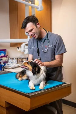 Sploot Veterinary Care - 9+CO Picture 6