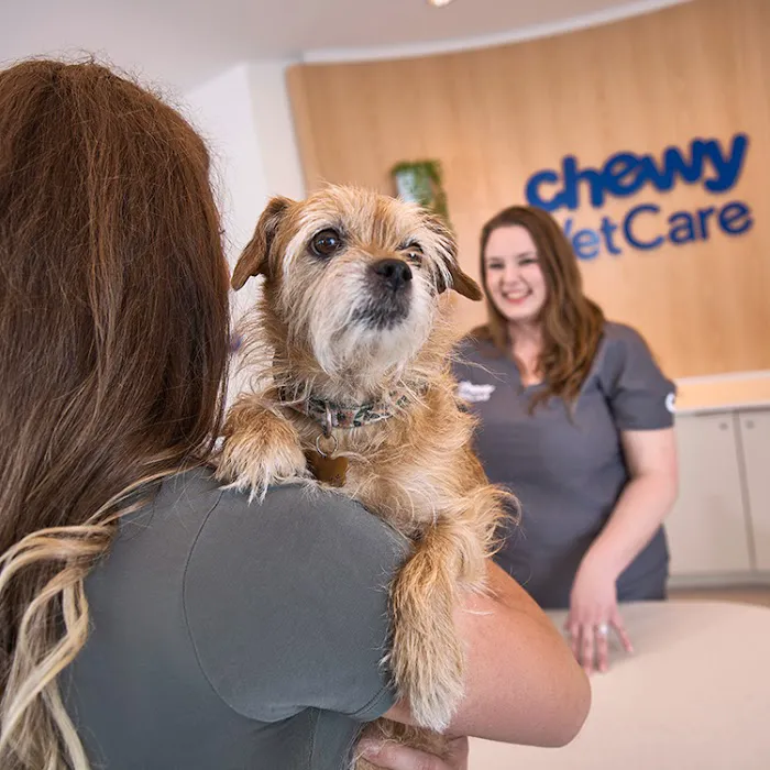 Chewy Vet Care 9+Co Picture 1