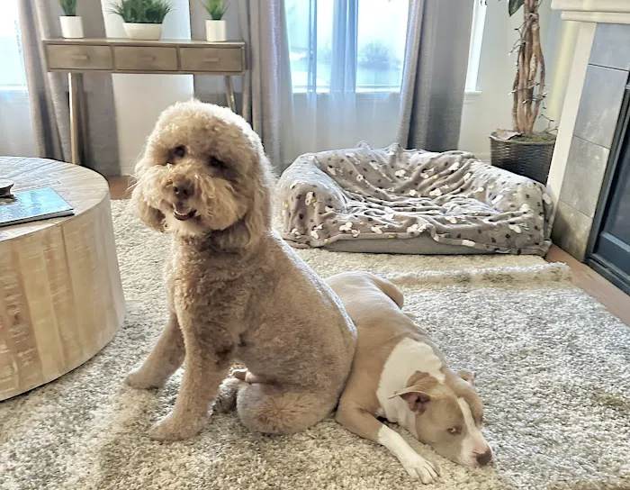 Chewy Vet Care 9+Co Picture 6