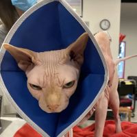 Veterinary Emergency Group ico