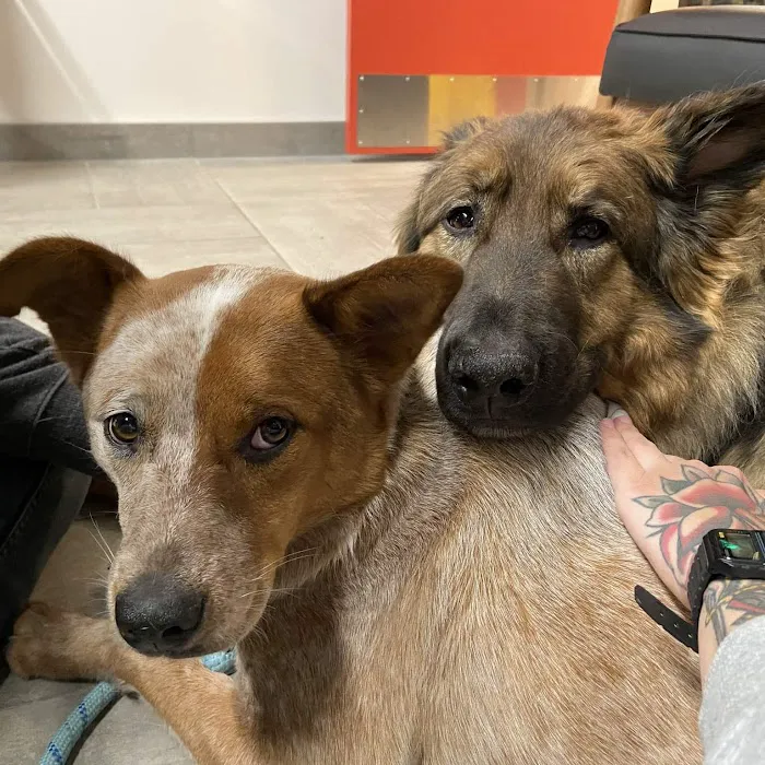 Veterinary Emergency Group Picture 8