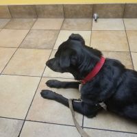 Banfield Pet Hospital ico