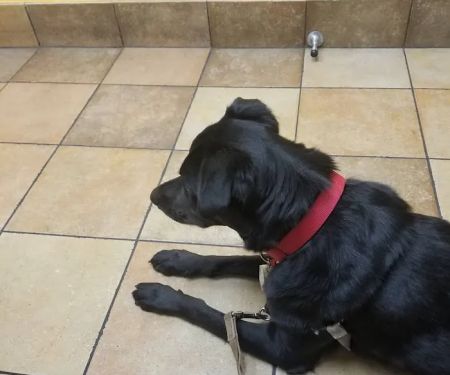 Banfield Pet Hospital
