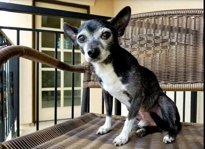 Banfield Pet Hospital Picture 9