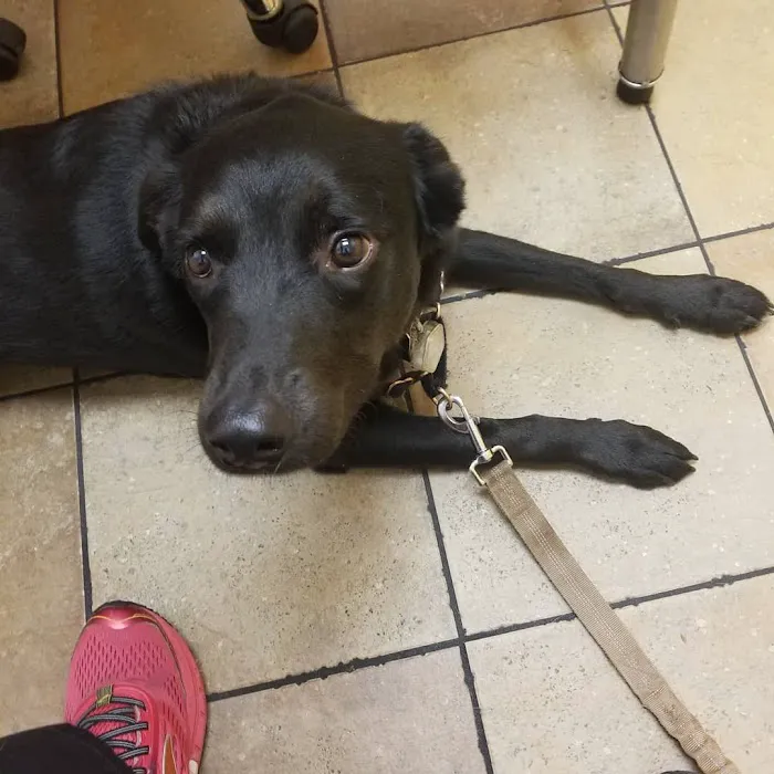 Banfield Pet Hospital Picture 10