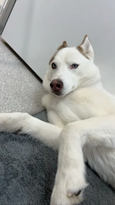 Berkeley Animal Hospital Picture 7