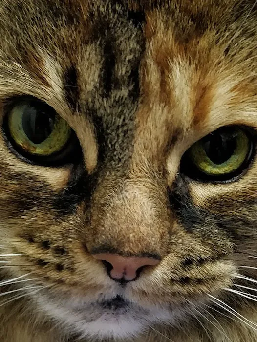 The Cheshire Cat Clinic Picture 6
