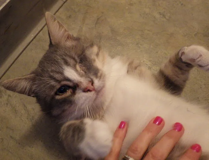 The Cheshire Cat Clinic Picture 8