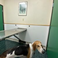 St Louis Veterinary Clinic ico