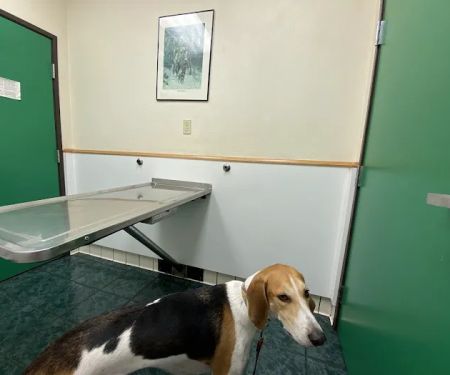 St Louis Veterinary Clinic