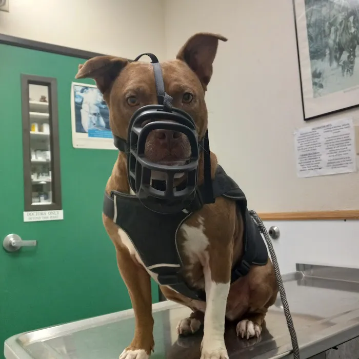 St Louis Veterinary Clinic Picture 10