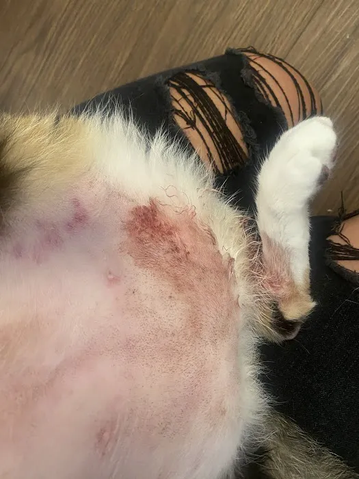 Claremont Veterinary Hospital Picture 7
