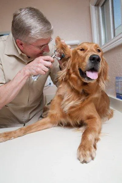Providence Veterinary Hospital Picture 9