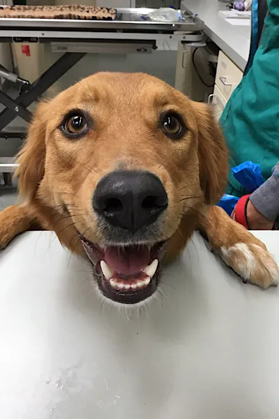 Park Centre Animal Hospital Picture 3