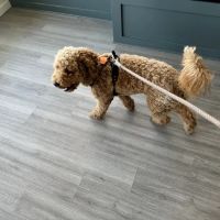 Berkeley Animal Hospital ico