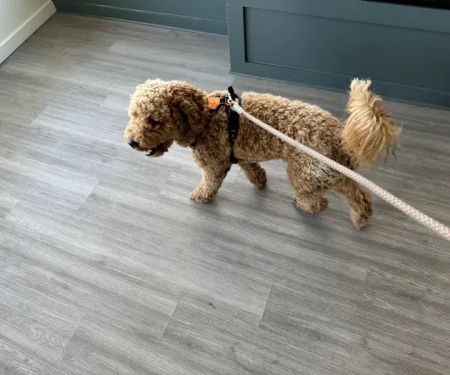 Berkeley Animal Hospital