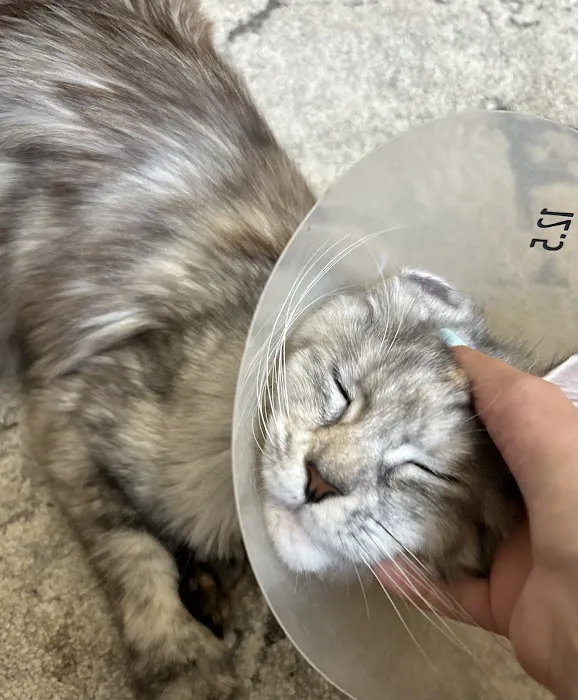 Berkeley Animal Hospital Picture 6