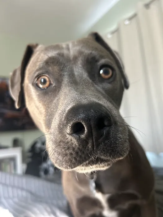 Berkeley Animal Hospital Picture 8