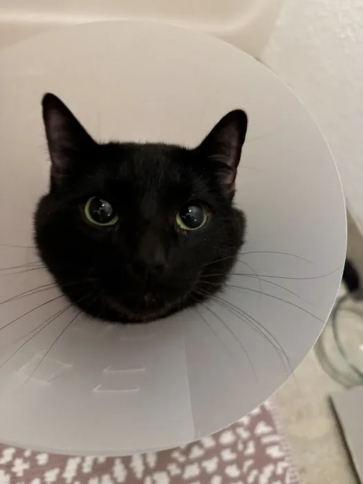 Berkeley Animal Hospital Picture 10