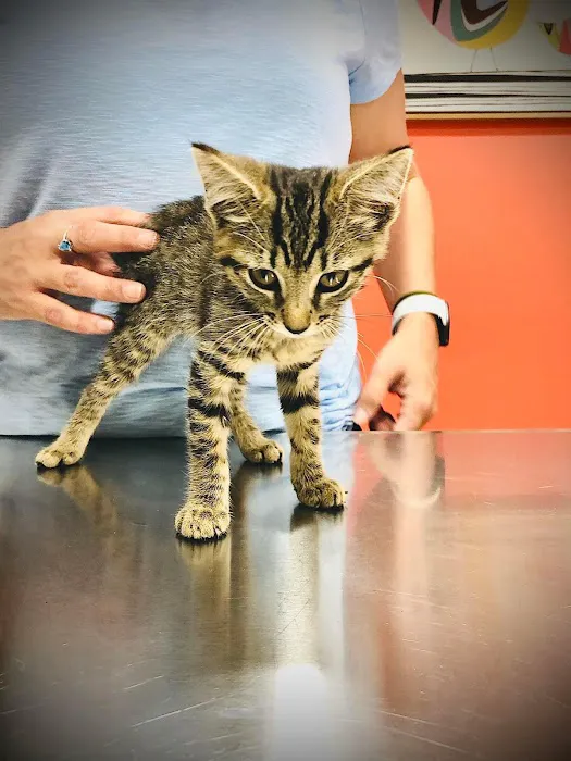 The Animal Hospital of the Highlands Picture 4