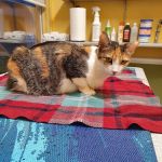 Chenoweth Animal Hospital