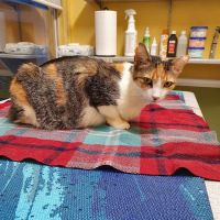 Chenoweth Animal Hospital ico