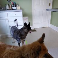 Chenoweth Lane Pet Clinic ico