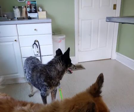 Chenoweth Lane Pet Clinic